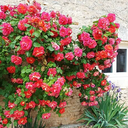 Les Iris - Erable - Petit Dejeuner 3* Avanton